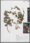 Foto von Salix retusa L.